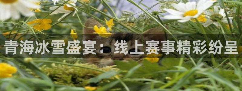 青海冰雪盛宴：线上赛事精彩纷呈