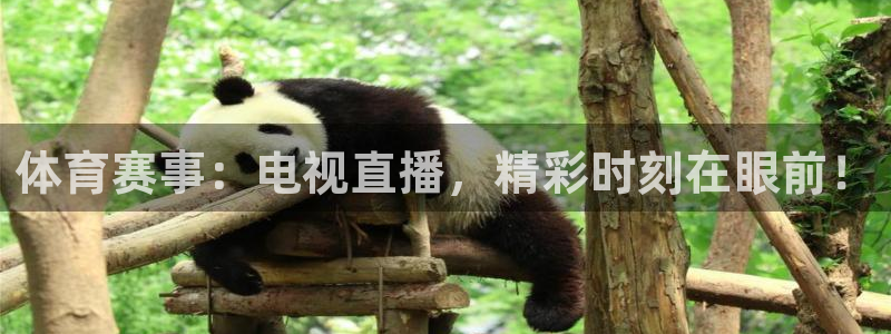 体育赛事：电视直播，精彩时刻在眼前！